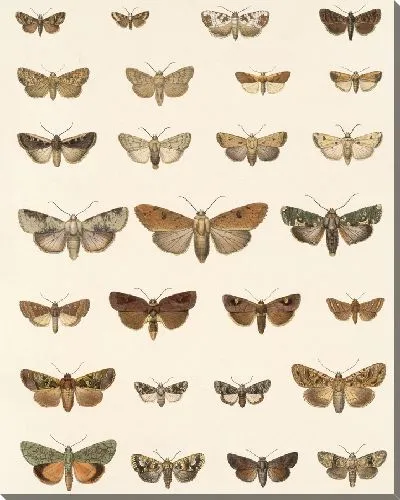 Картина Винтажные баочки (1879-1915) №326