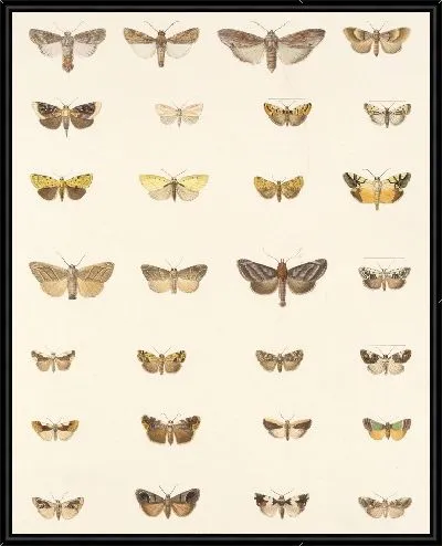 Картина Винтажные баочки (1879-1915) №327