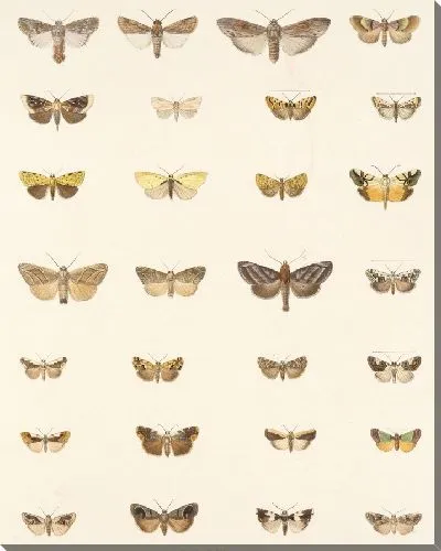 Картина Винтажные баочки (1879-1915) №327