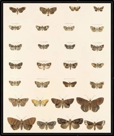 Картина Винтажные баочки (1879-1915) №328