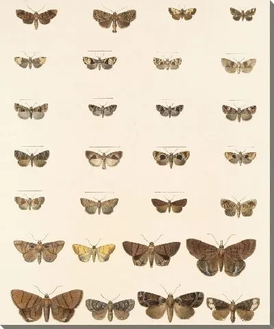 Картина Винтажные баочки (1879-1915) №328