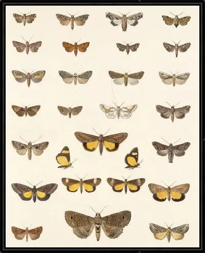 Картина Винтажные баочки (1879-1915) №329