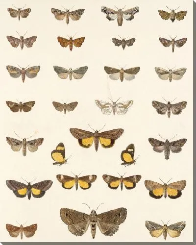 Картина Винтажные баочки (1879-1915) №329