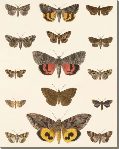 Картина Винтажные баочки (1879-1915) №330