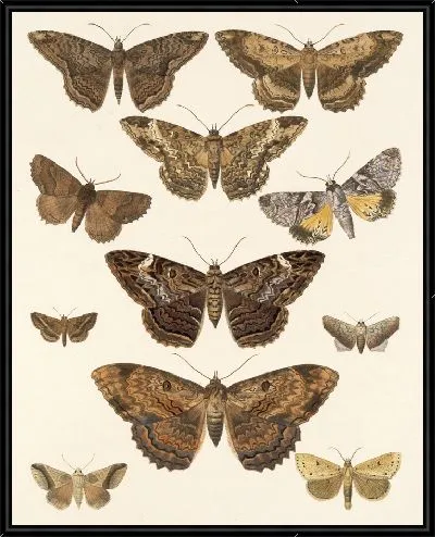 Картина Винтажные баочки (1879-1915) №331