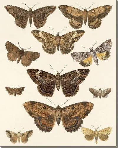 Картина Винтажные баочки (1879-1915) №331