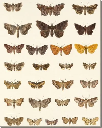 Картина Винтажные баочки (1879-1915) №332