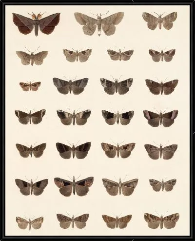 Картина Винтажные баочки (1879-1915) №333