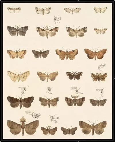 Картина Винтажные баочки (1879-1915) №335