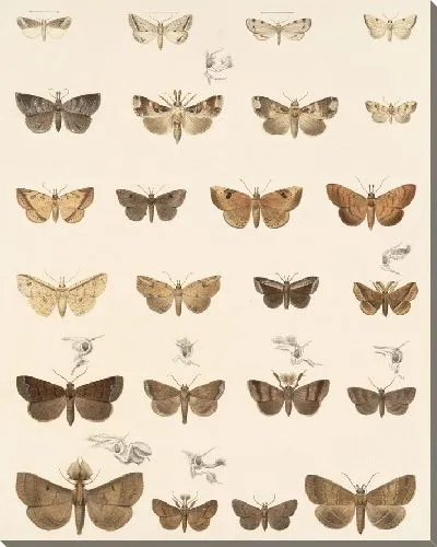 Картина Винтажные баочки (1879-1915) №335