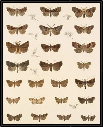 Картина Винтажные баочки (1879-1915) №336