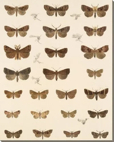 Картина Винтажные баочки (1879-1915) №336