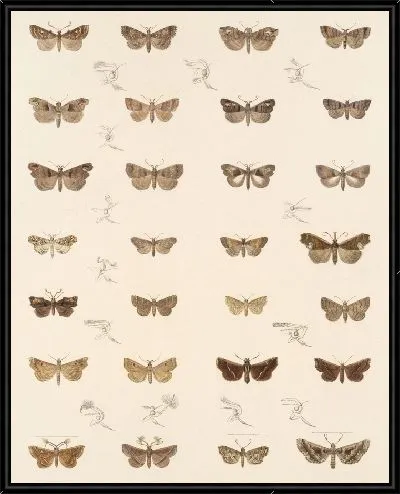 Картина Винтажные баочки (1879-1915) №337