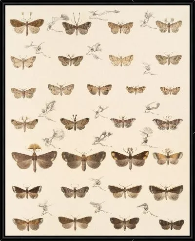Картина Винтажные баочки (1879-1915) №338