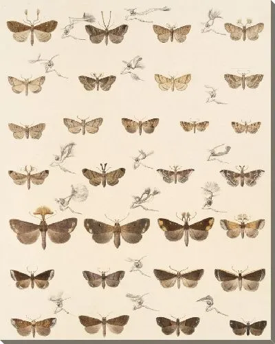 Картина Винтажные баочки (1879-1915) №338