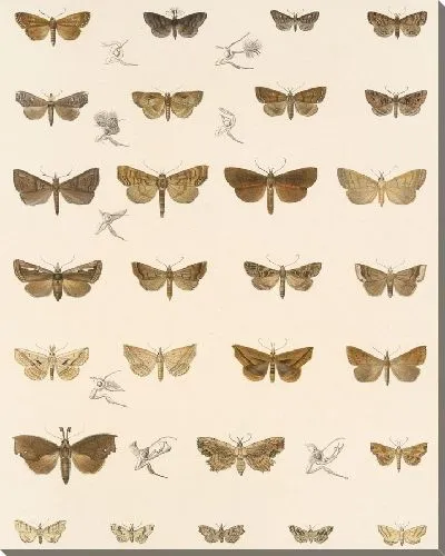 Картина Винтажные баочки (1879-1915) №339