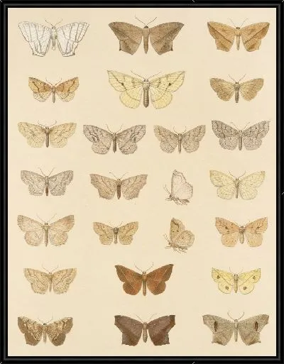 Картина Винтажные баочки (1879-1915) №341