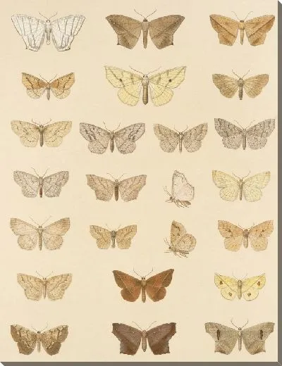 Картина Винтажные баочки (1879-1915) №341