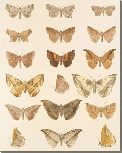 Картина Винтажные баочки (1879-1915) №342