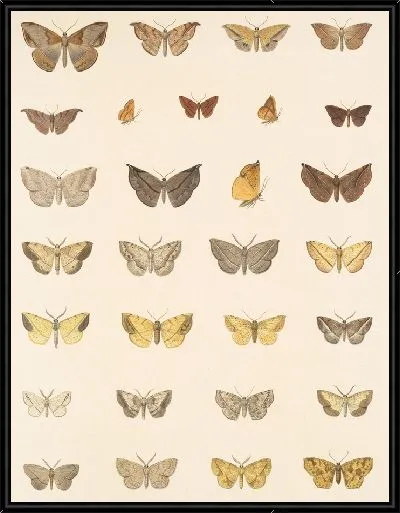 Картина Винтажные баочки (1879-1915) №343