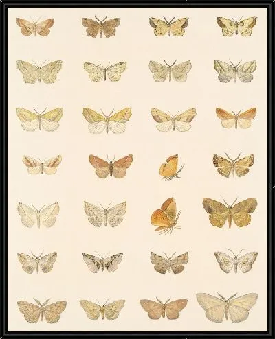 Картина Винтажные баочки (1879-1915) №344