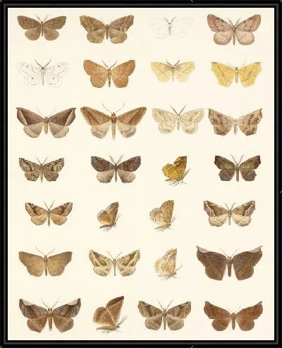 Картина Винтажные баочки (1879-1915) №345