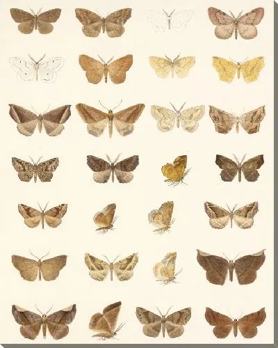 Картина Винтажные баочки (1879-1915) №345