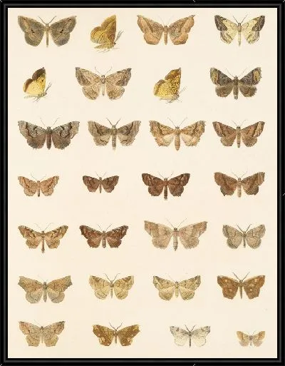 Картина Винтажные баочки (1879-1915) №346