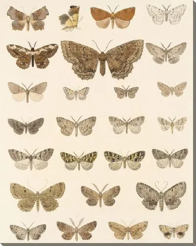Картина Винтажные баочки (1879-1915) №347