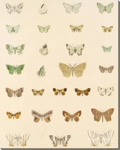 Картина Винтажные баочки (1879-1915) №349