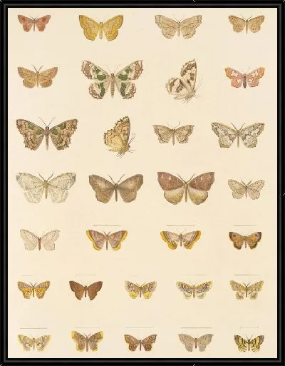 Картина Винтажные баочки (1879-1915) №350