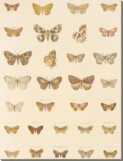 Картина Винтажные баочки (1879-1915) №350
