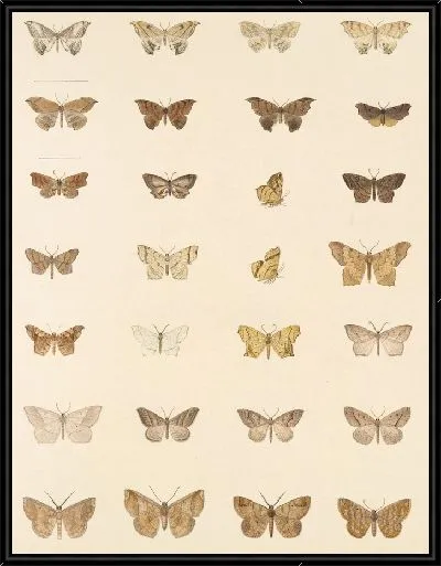 Картина Винтажные баочки (1879-1915) №352