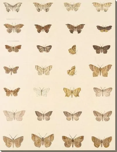 Картина Винтажные баочки (1879-1915) №352