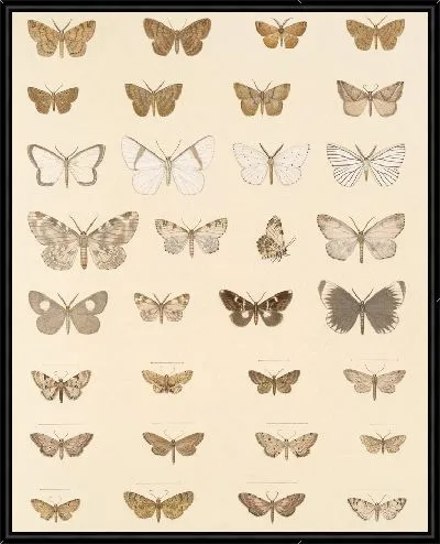 Картина Винтажные баочки (1879-1915) №353