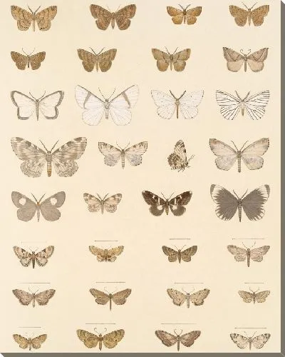 Картина Винтажные баочки (1879-1915) №353