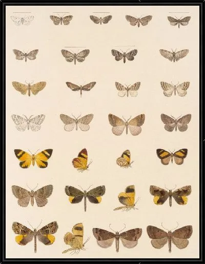 Картина Винтажные баочки (1879-1915) №354