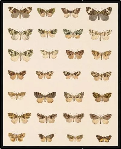 Картина Винтажные баочки (1879-1915) №355