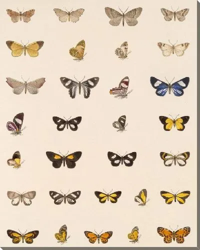Картина Винтажные баочки (1879-1915) №356