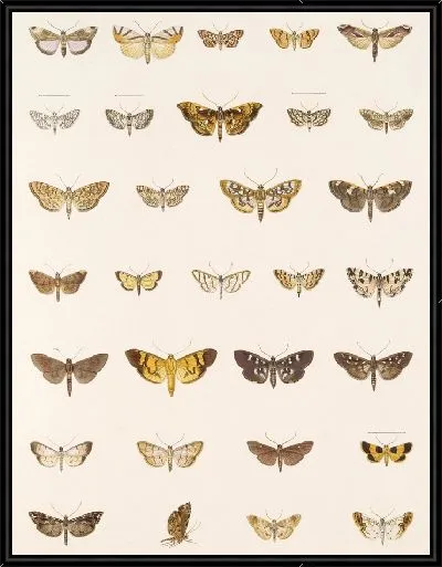 Картина Винтажные баочки (1879-1915) №361