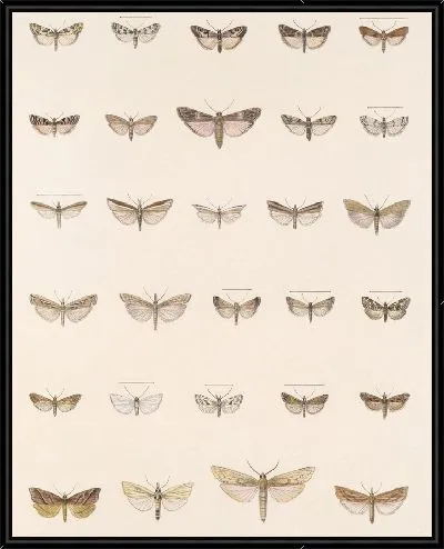 Картина Винтажные баочки (1879-1915) №363