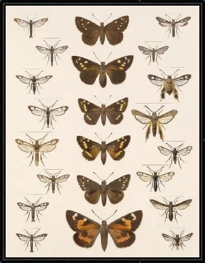Картина Винтажные баочки (1879-1915) №368