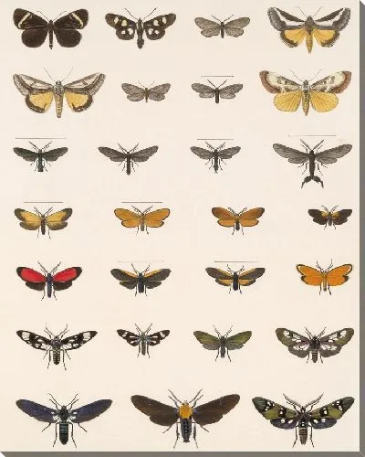 Картина Винтажные баочки (1879-1915) №369