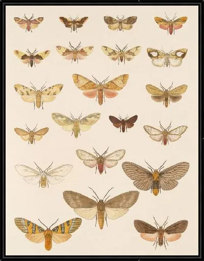 Картина Винтажные баочки (1879-1915) №373