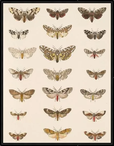 Картина Винтажные баочки (1879-1915) №374
