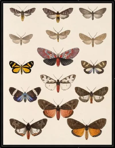 Картина Винтажные баочки (1879-1915) №375