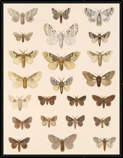 Картина Винтажные баочки (1879-1915) №385