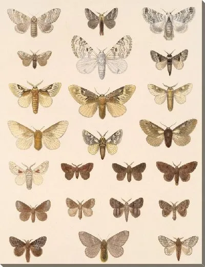 Картина Винтажные баочки (1879-1915) №385