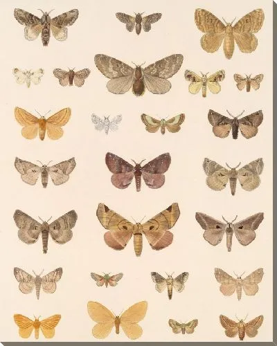 Картина Винтажные баочки (1879-1915) №386
