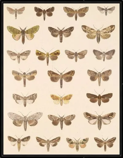 Картина Винтажные баочки (1879-1915) №389